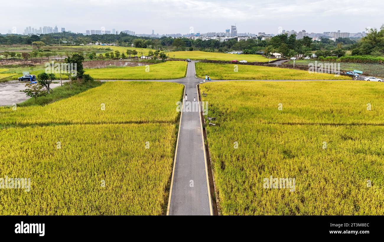 Aerial photo shows the golden rice field in Nanning City, south China's ...