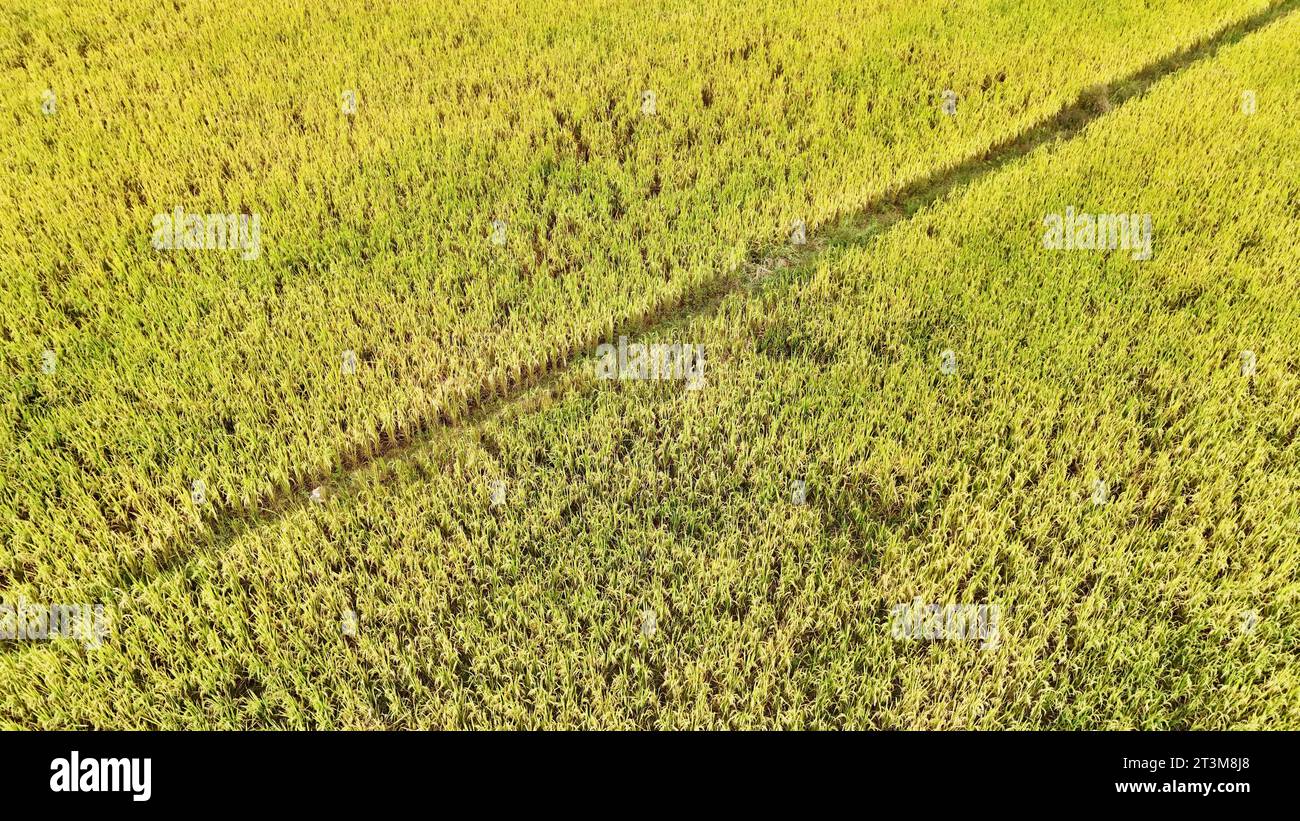 Aerial photo shows the golden rice field in Nanning City, south China's ...