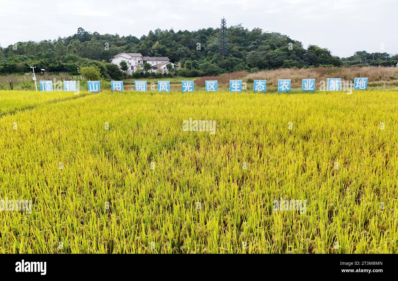 Aerial photo shows the golden rice field in Nanning City, south China's ...
