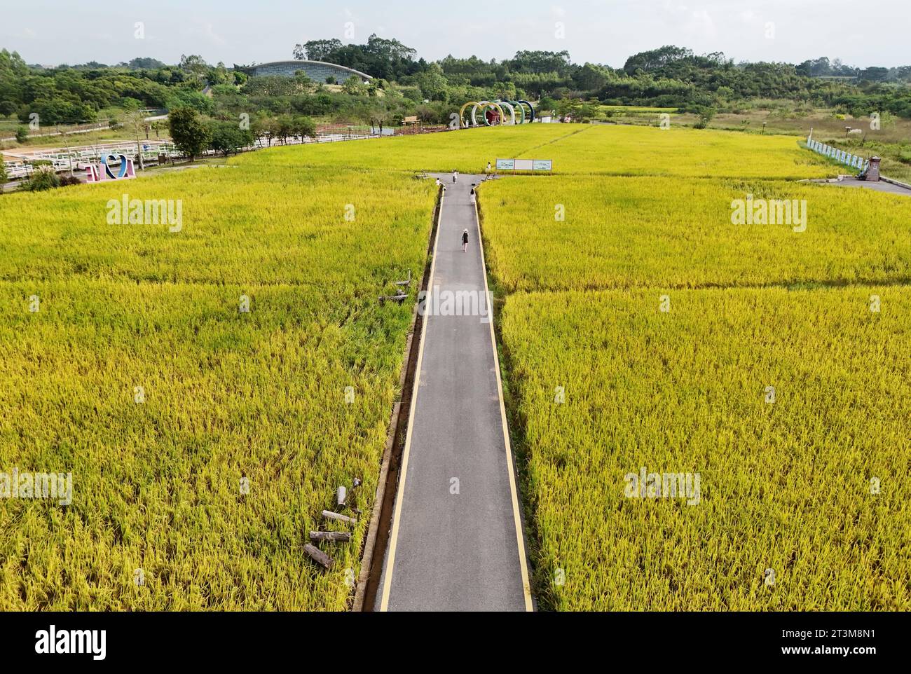 Aerial photo shows the golden rice field in Nanning City, south China's ...