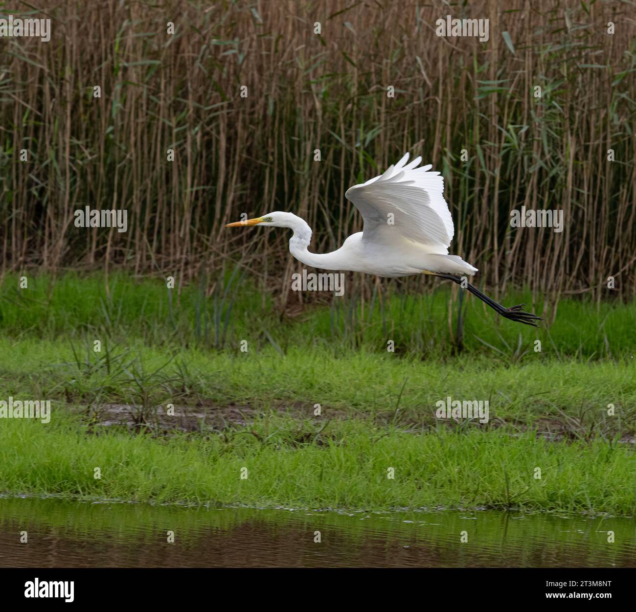 The great egret (Ardea alba), also known as the common egret, large egret Stock Photo Alamy