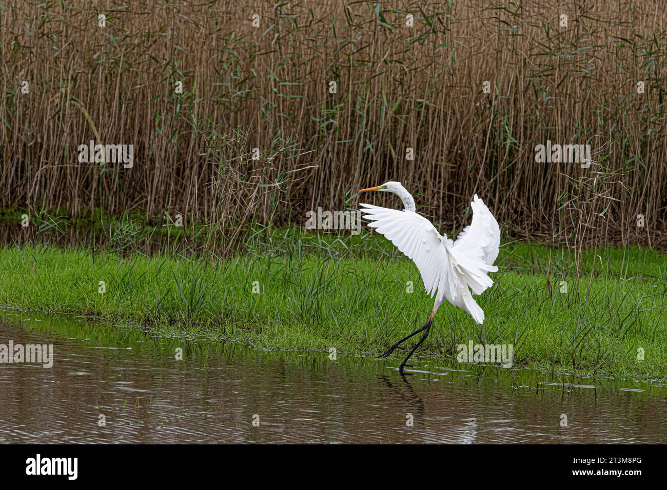 The great egret (Ardea alba), also known as the common egret, large egret Stock Photo Alamy