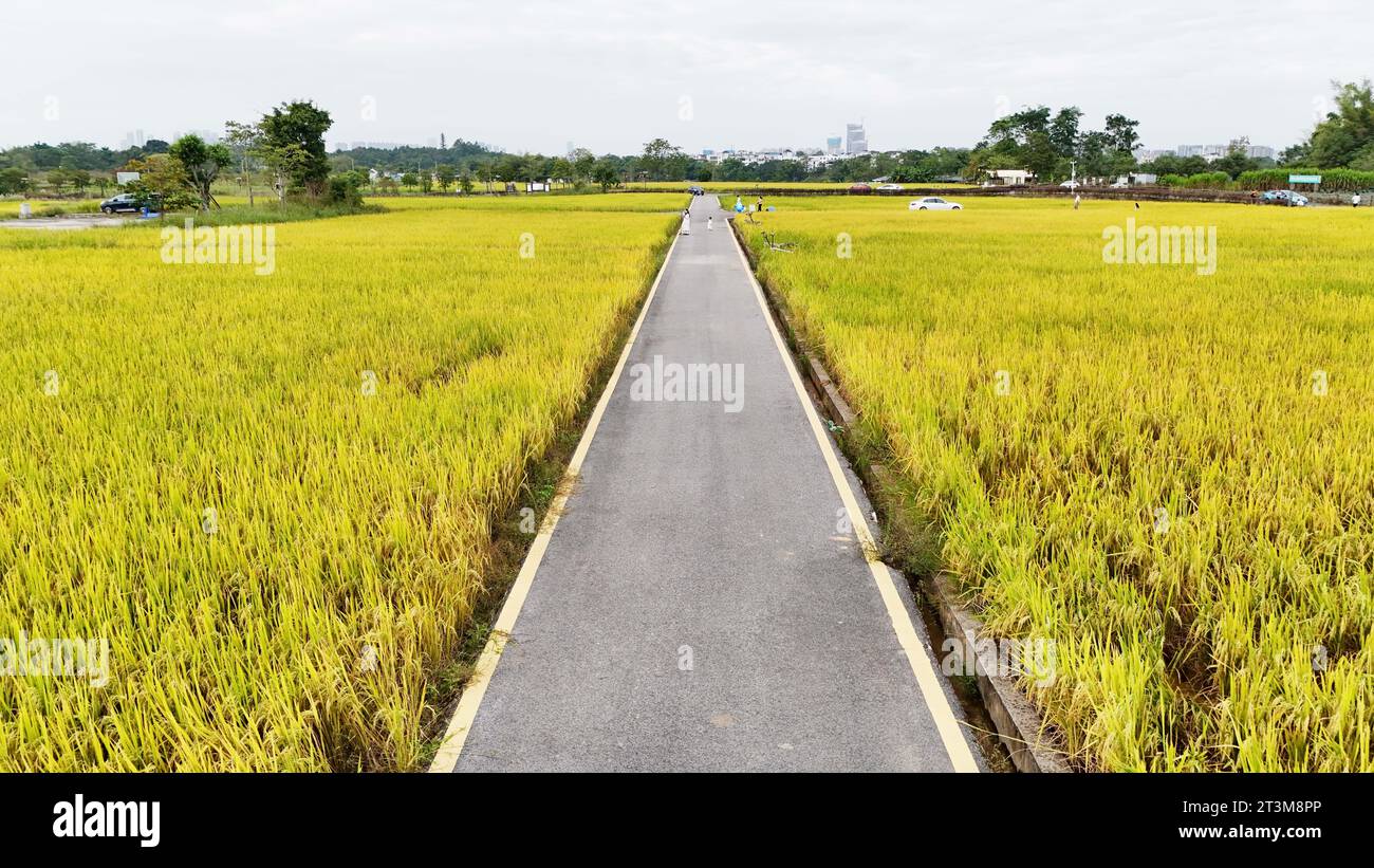 Aerial photo shows the golden rice field in Nanning City, south China's ...