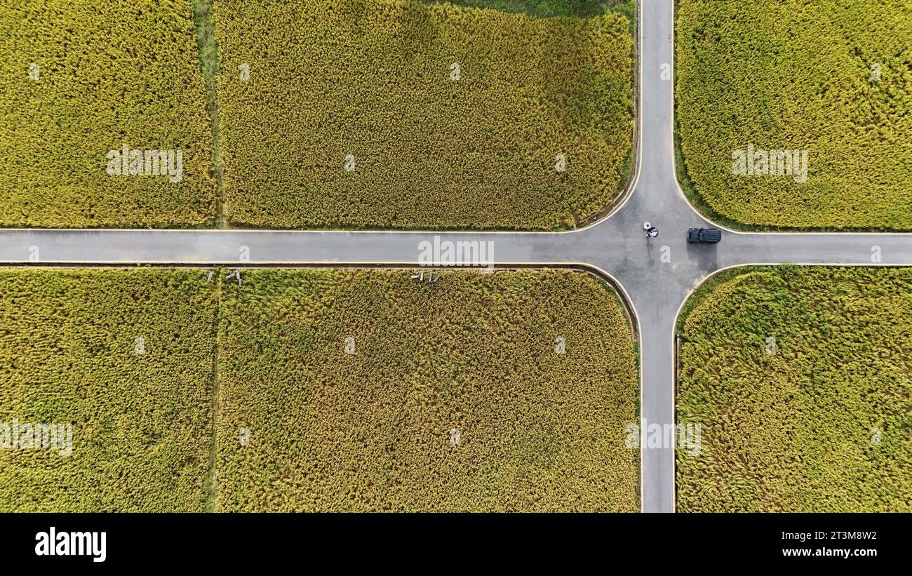 Aerial photo shows the golden rice field in Nanning City, south China's ...