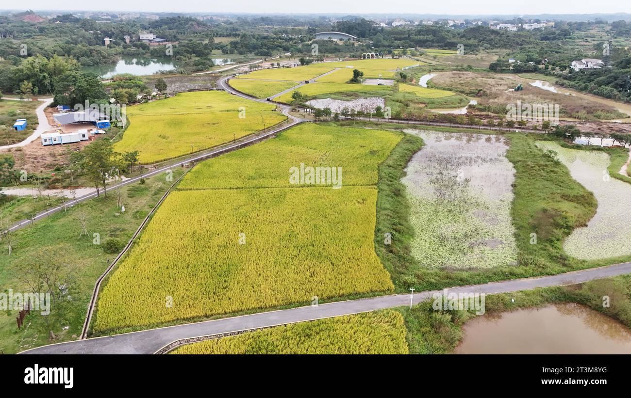 Aerial photo shows the golden rice field in Nanning City, south China's ...