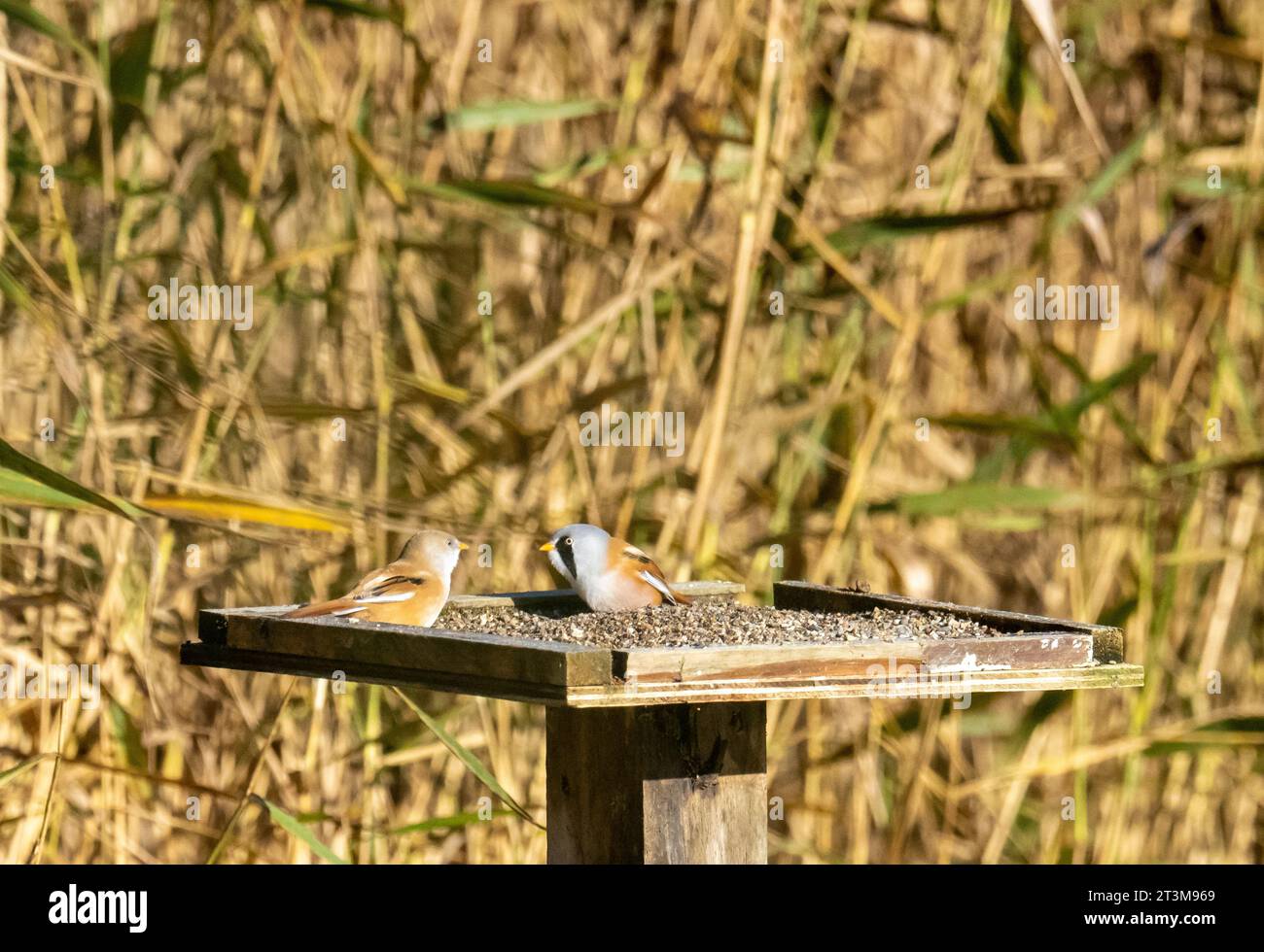 Bearded Reedling, Panurus biarmicus on a grit tray at Leighton Moss ...