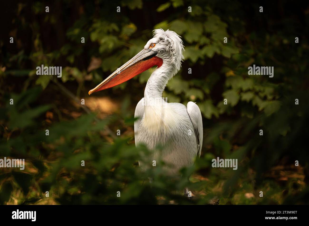 Pelican in the zoo. Stock Photo