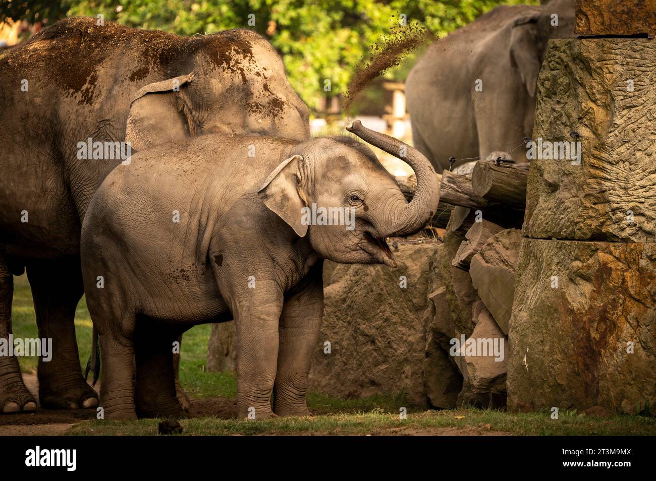 The African bush elephant (Loxodonta africana), also known as the African savanna elephant. Stock Photo