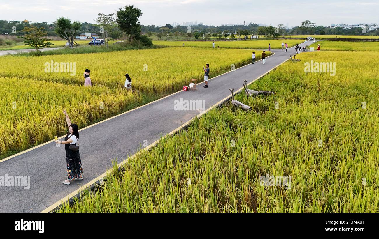 Aerial photo shows the golden rice field in Nanning City, south China's ...