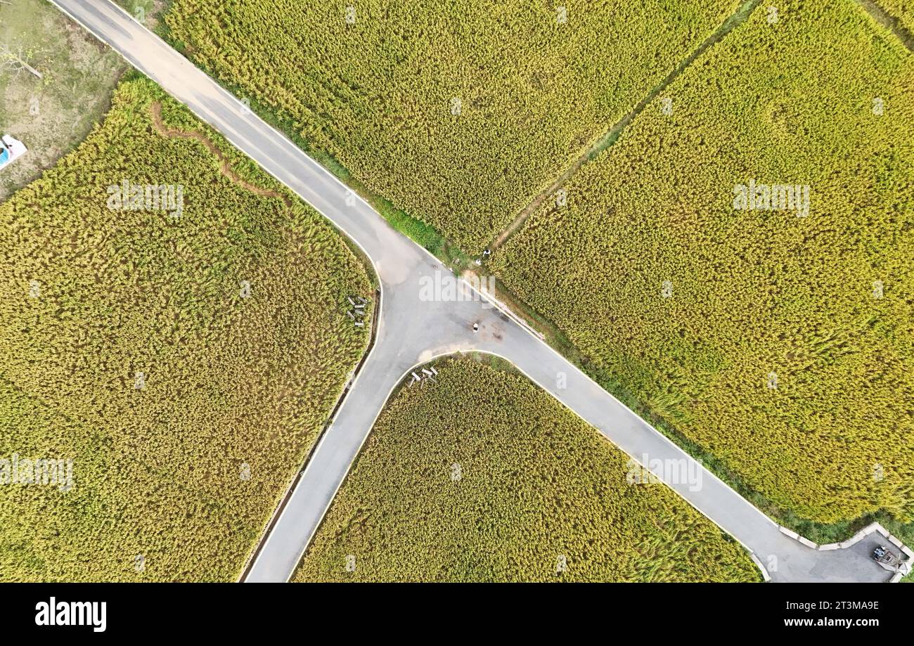 Aerial photo shows the golden rice field in Nanning City, south China's ...