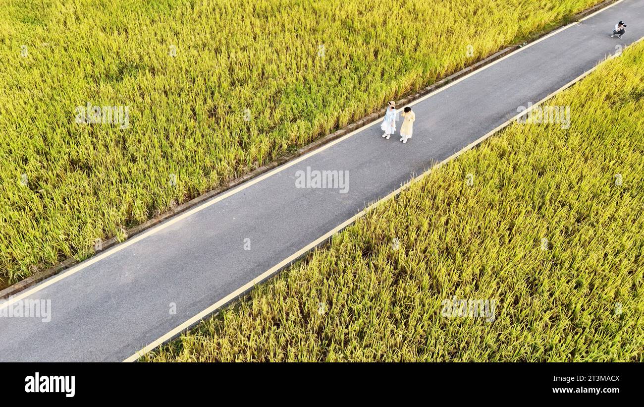 Aerial photo shows the golden rice field in Nanning City, south China's ...