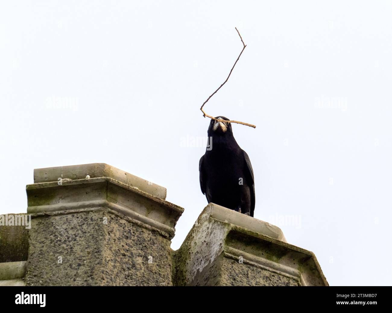 A Rook, Corvus frugilegus carrying nesting material in St Brides, Pembrokeshire, Wales, UK. Stock Photo