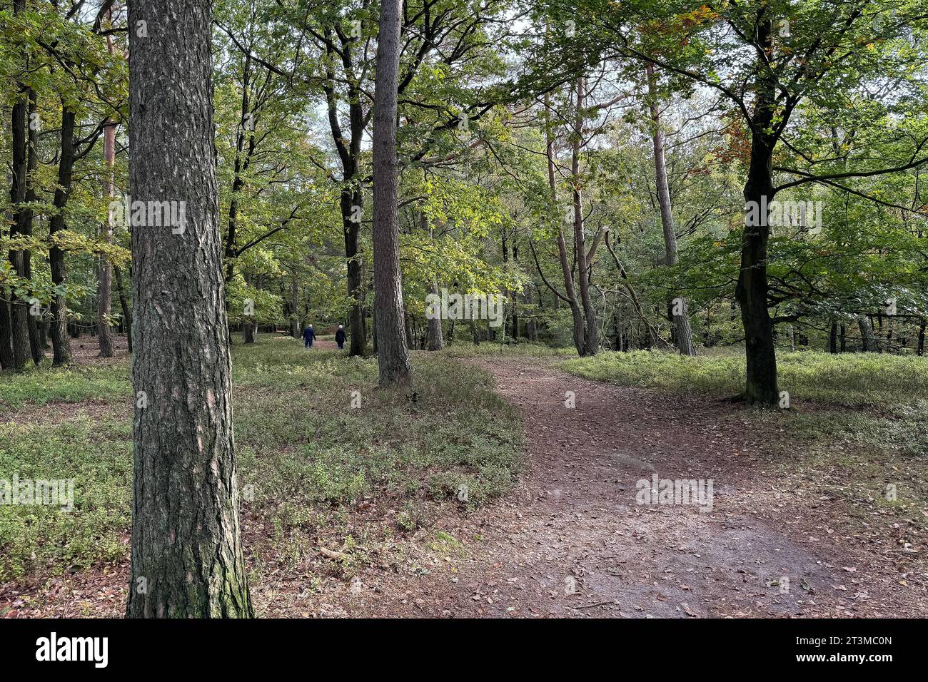 Stock- und Symbolbilder I 25.10.2023 Thema: Herbst und Laub, Wald ...