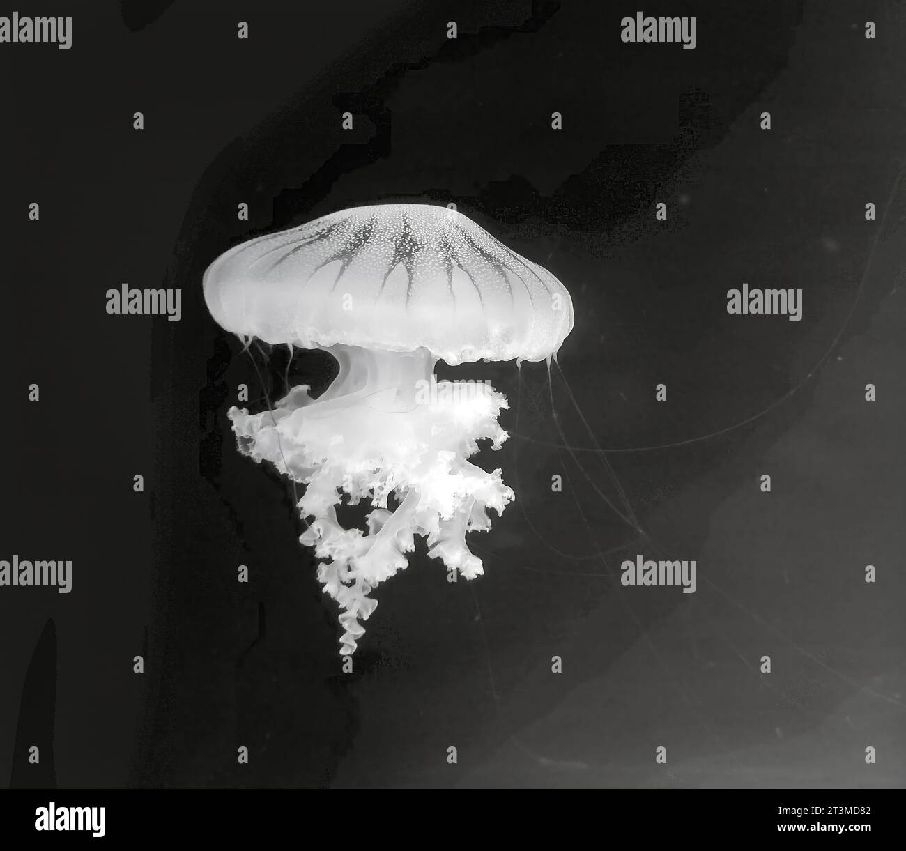 Black and white jellyfish photo background, marine photography, sea