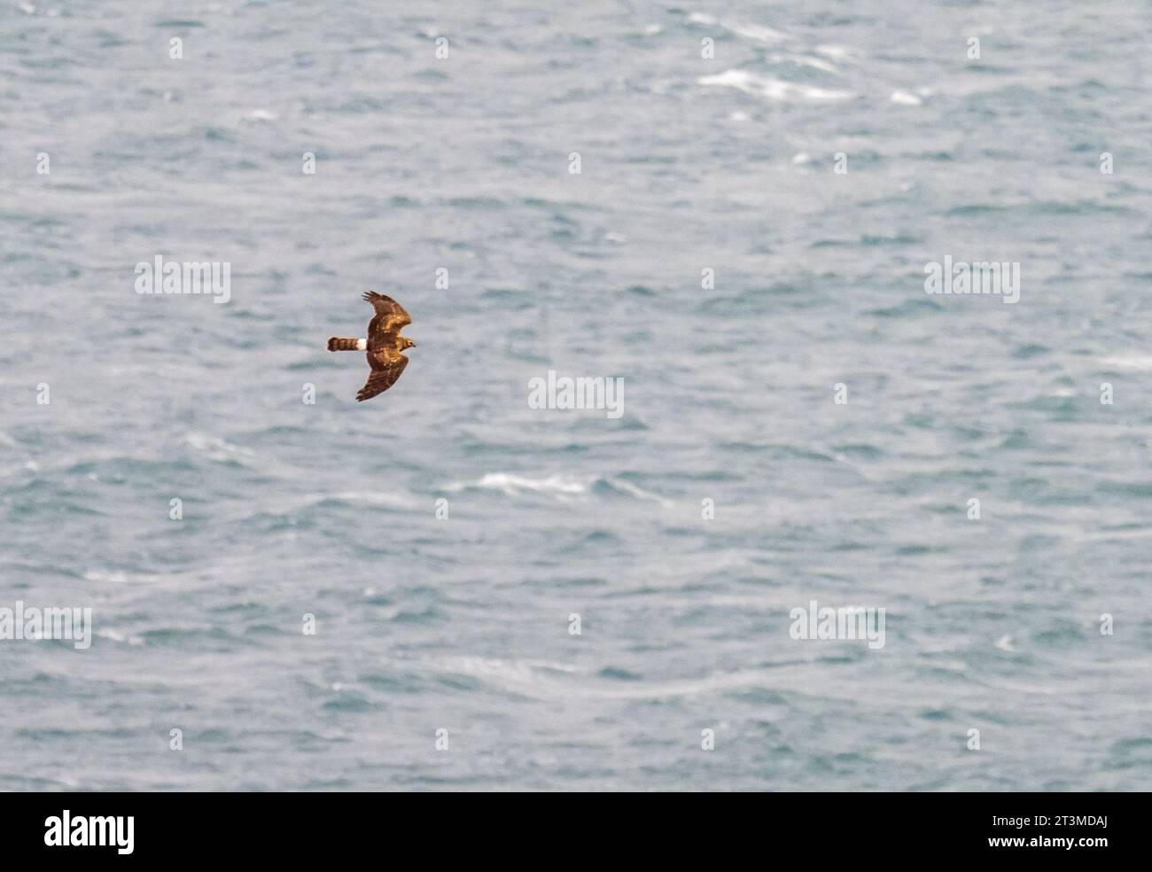 Female hen harrier uk hi-res stock photography and images - Alamy