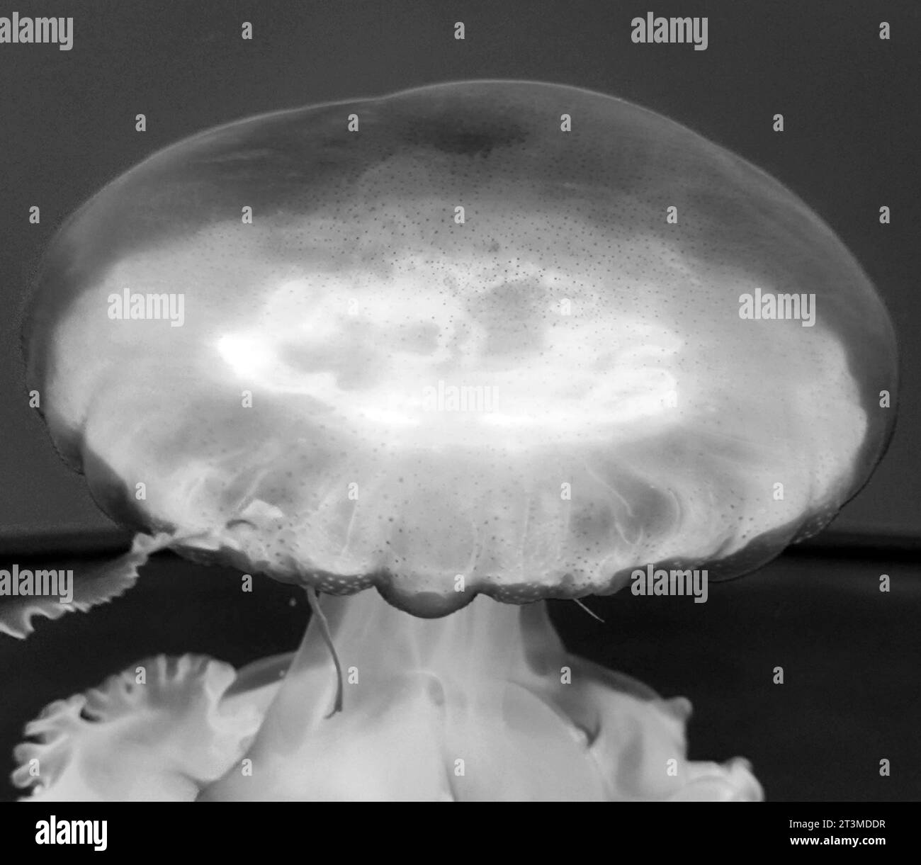 Black and white jellyfish photo background, marine photography, sea