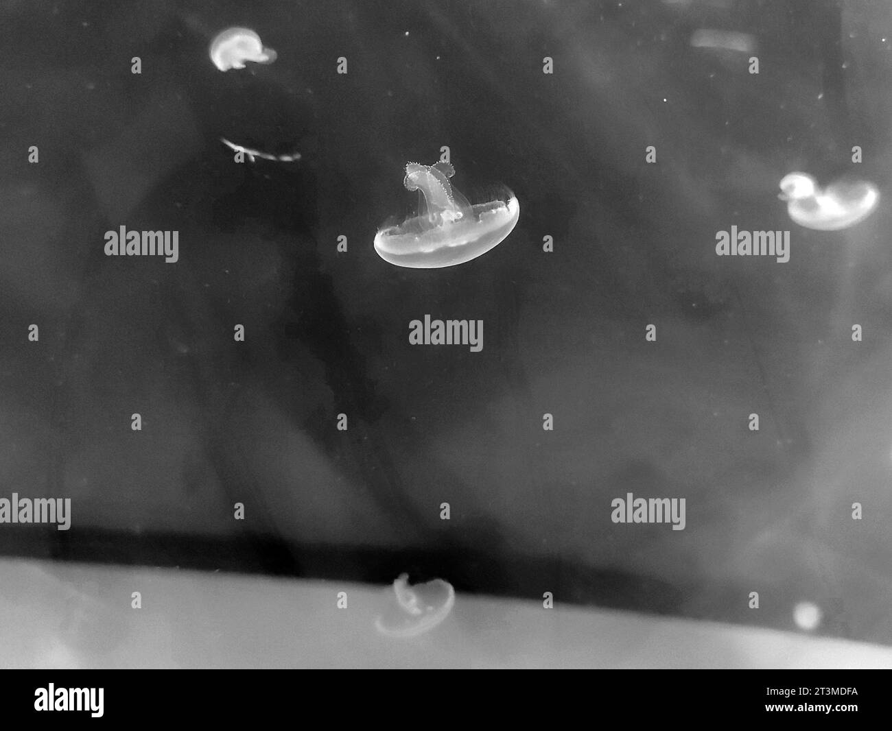 Black and white jellyfish photo background, marine photography, sea