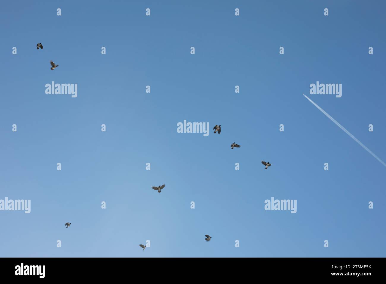 Crows in the sky. Birds on a background of blue sky. Flight details ...