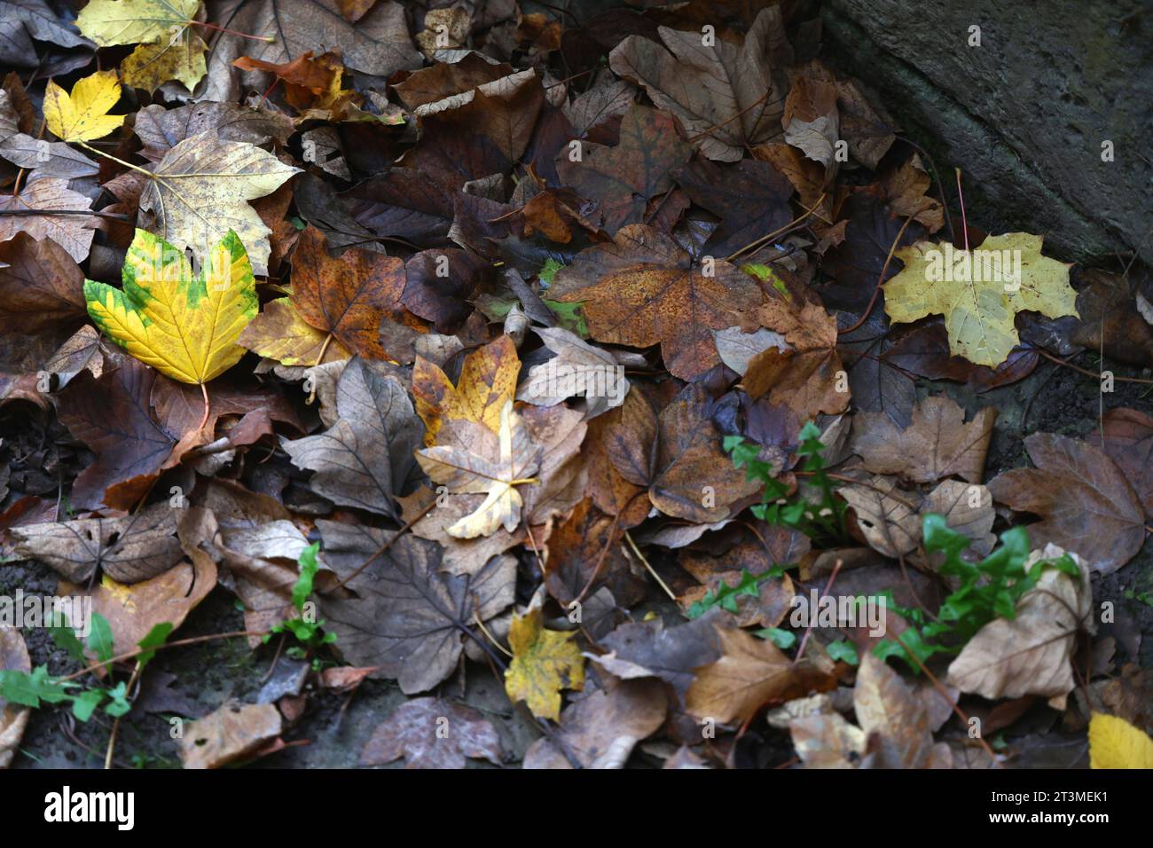 Schulpforte 22.10.2023, Naumburg OT Schulpforte, Klosteranlage - buntes Laub liegt auf dem Rasen *** Schulpforte 22 10 2023, Naumburg OT Schulpforte, monastery colorful foliage lies on the lawn Credit: Imago/Alamy Live News Stock Photo