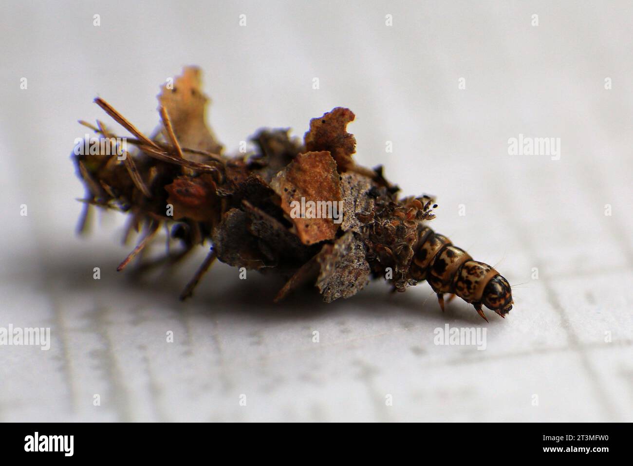 Larva of Sterrhopterix standfussi, a species of bagworm moths (Psychidae) in its case. Stock Photo