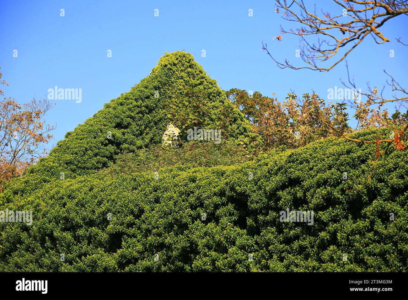 Ruins of an old building, the ridge is overgrown by ivy. Stock Photo