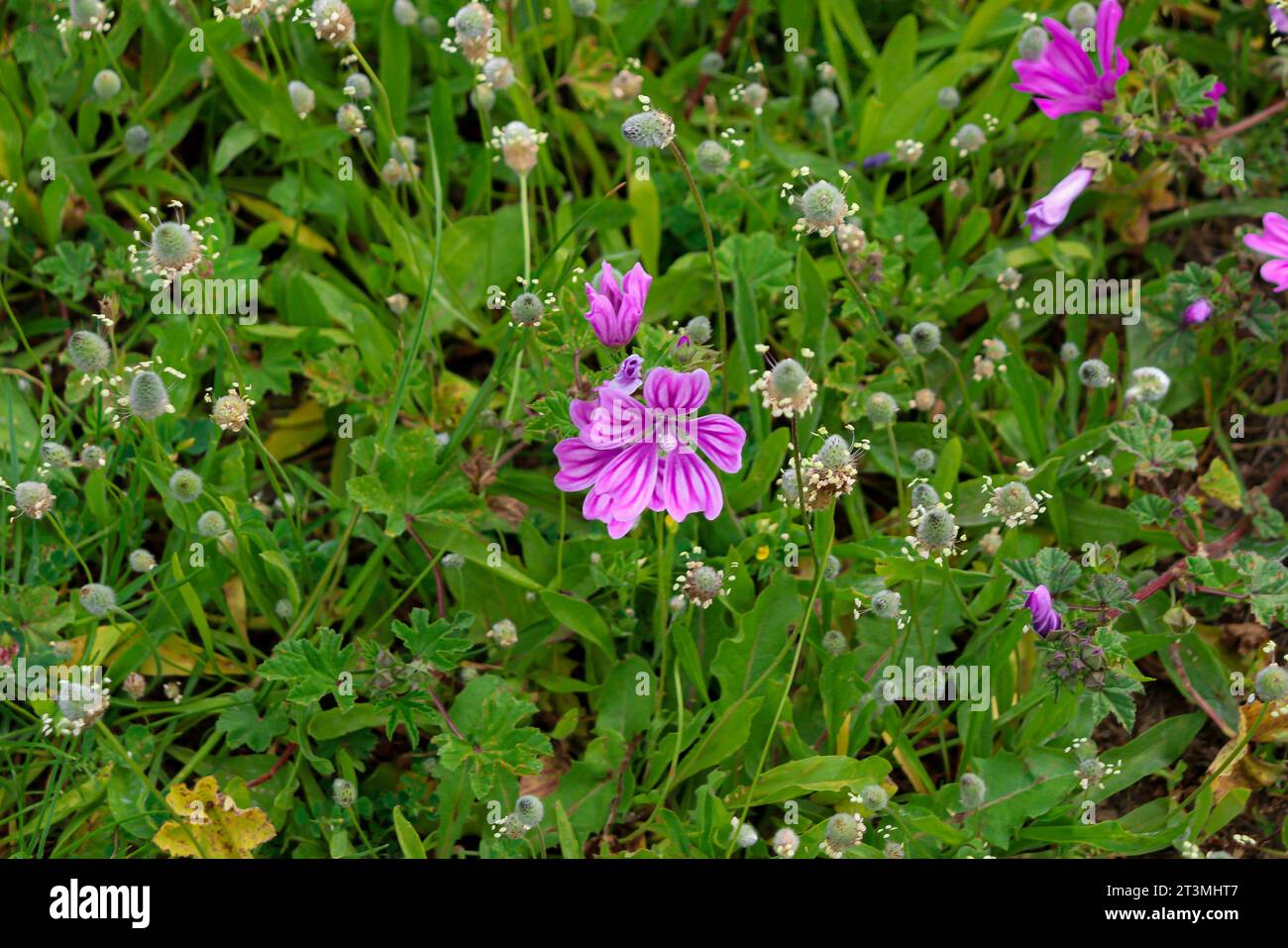 Malva sylvestris purple flower closeup in a greenery lush field Stock Photo