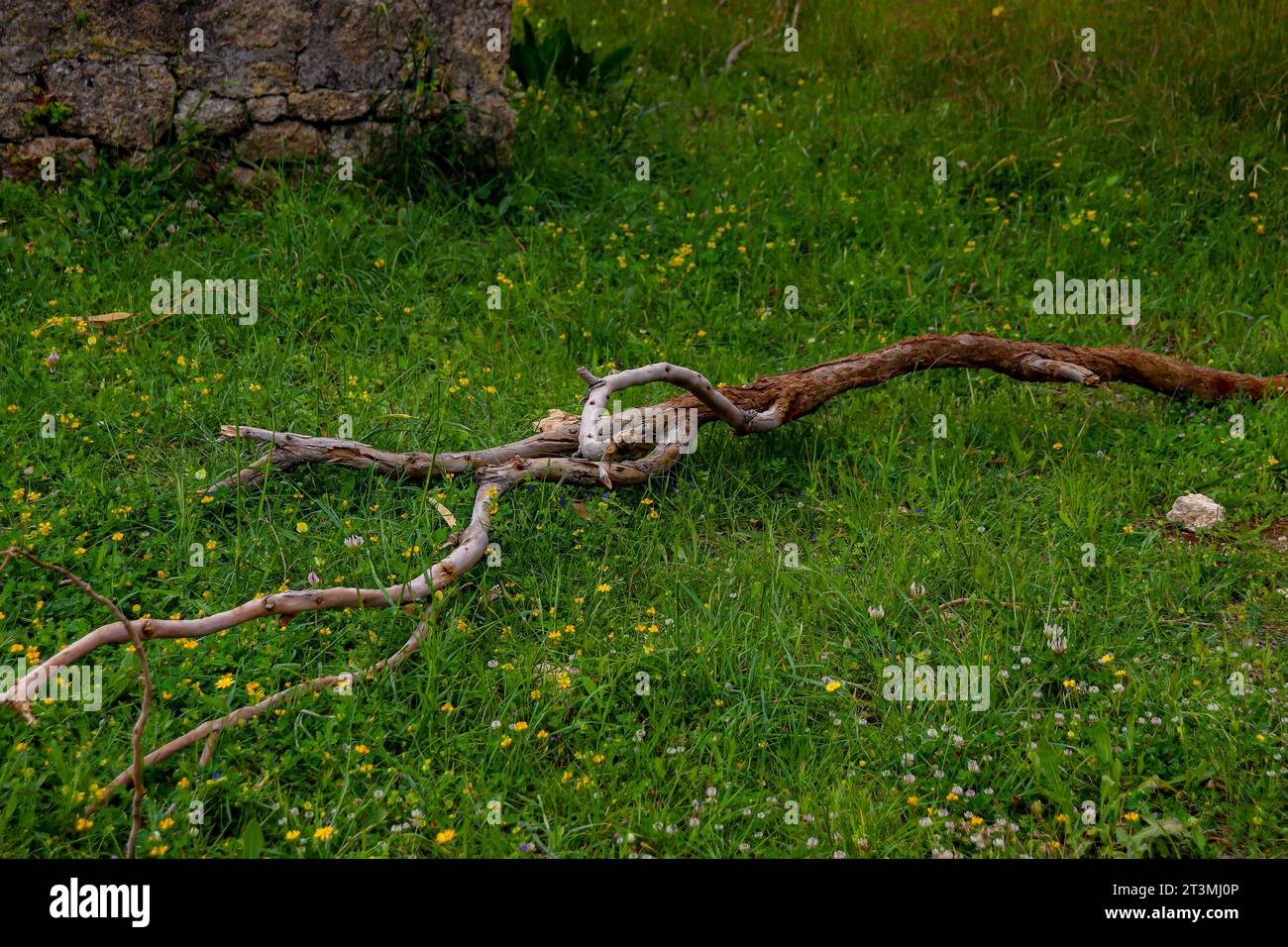 Long tree branch curled and curved, fallen of a tree and on the grass field ground Stock Photo