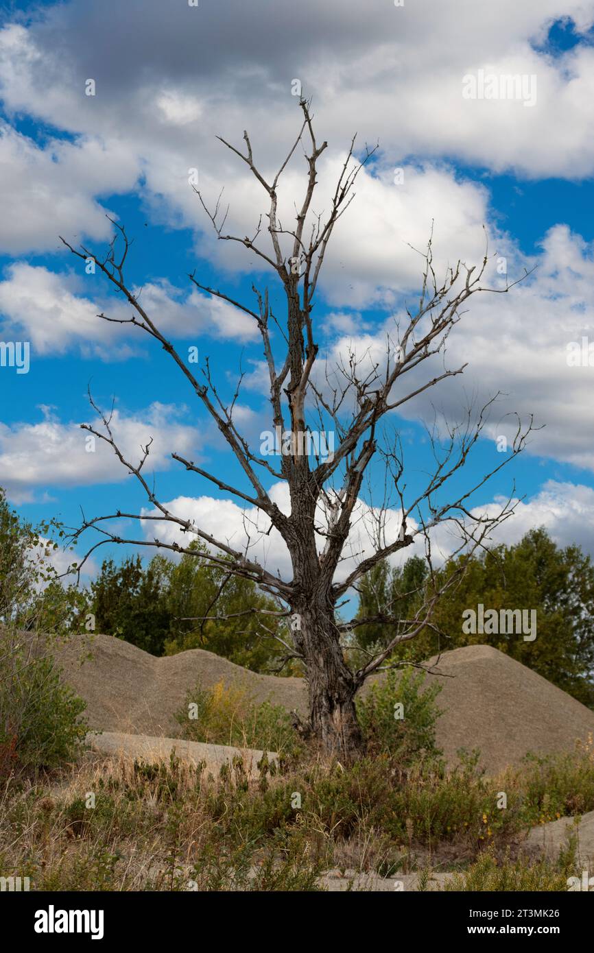climate change dry tree Stock Photo