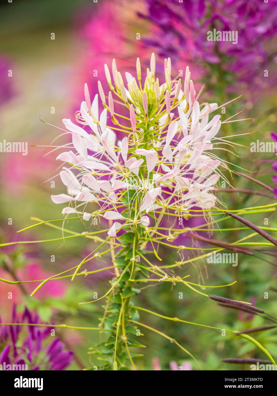 Group of purple and red Cleome hassleriana flowers or Spinnenblume or Cleome spinosa is on a green blurred background. Natural closeup on the pink flo Stock Photo