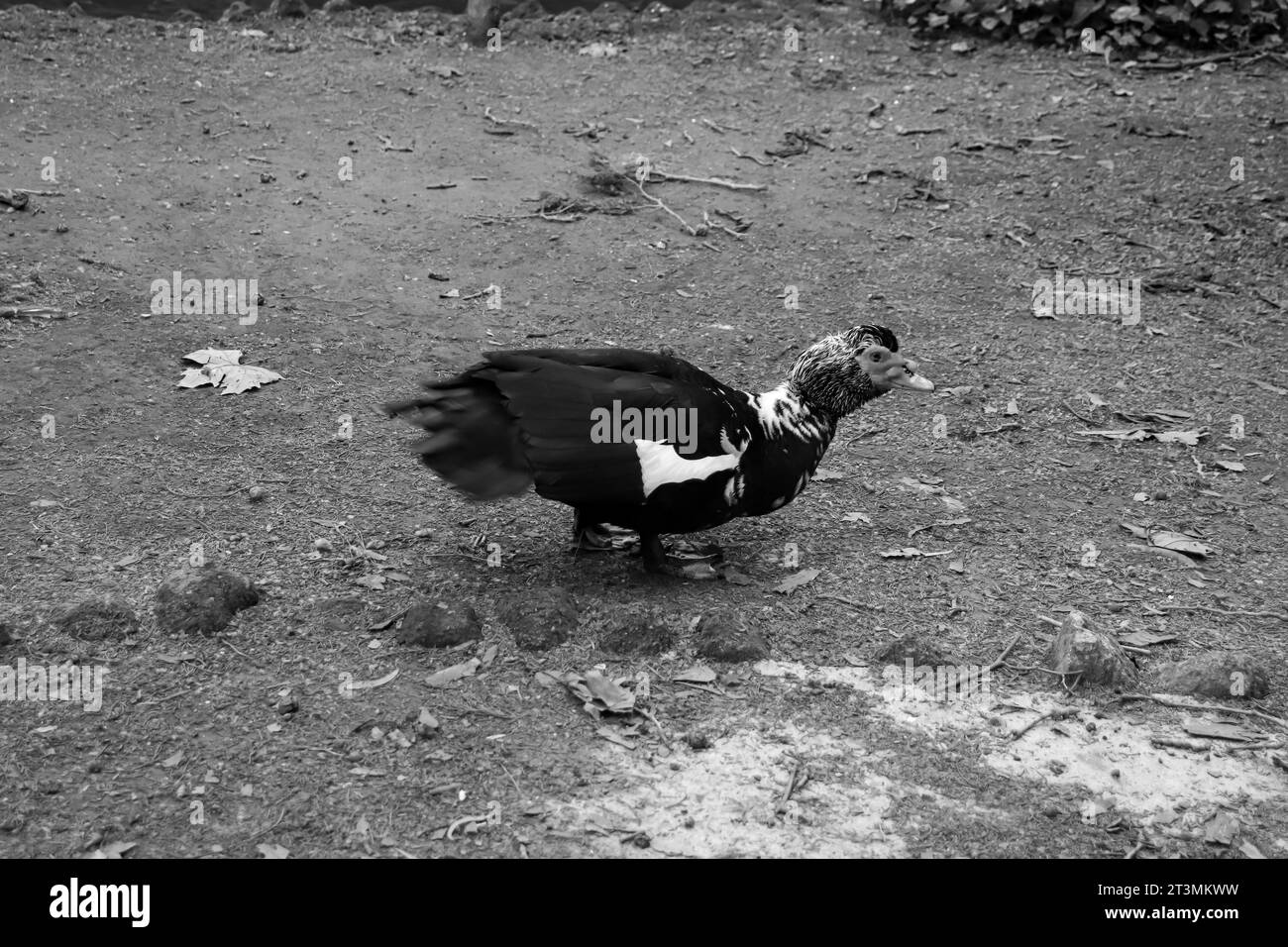 Black and white Domestic Muscovy duck waking freely in Rodini Park a famous city park attraction on Rhodes island, Greece Stock Photo