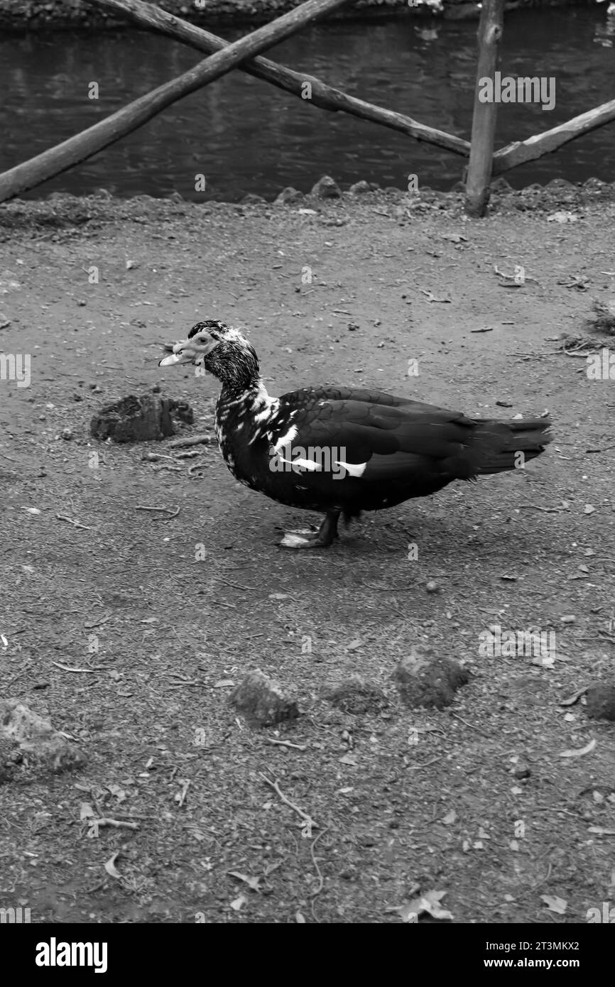 Black and white Domestic Muscovy duck waking freely in Rodini Park a famous city park attraction on Rhodes island, Greece Stock Photo