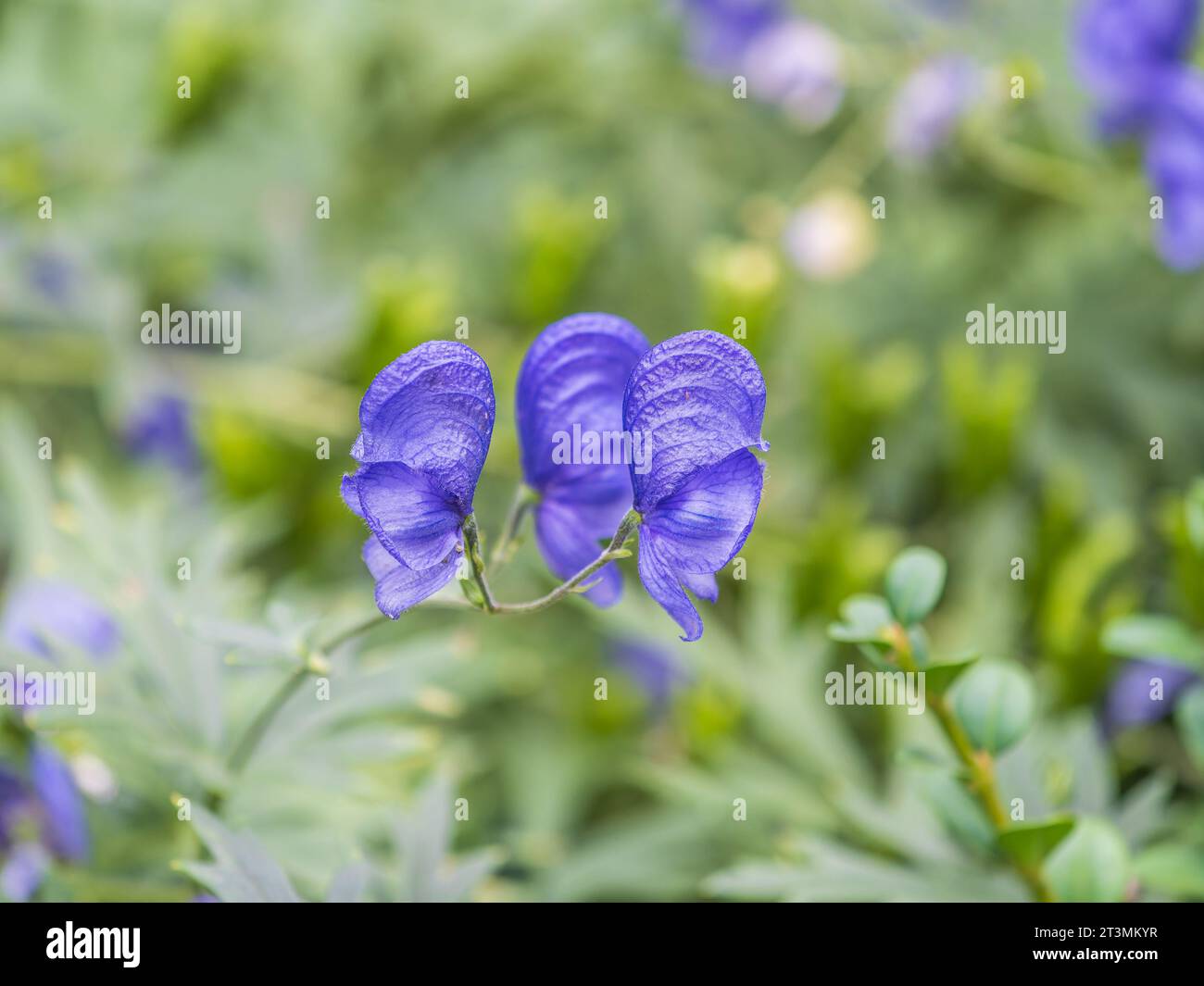 Beautiful autumn flower heard of blue azure of Monk's Hood, a toxic plant used as a poison. Aconitum carmichaelii Arendsii. Aconitum blue flowers on g Stock Photo
