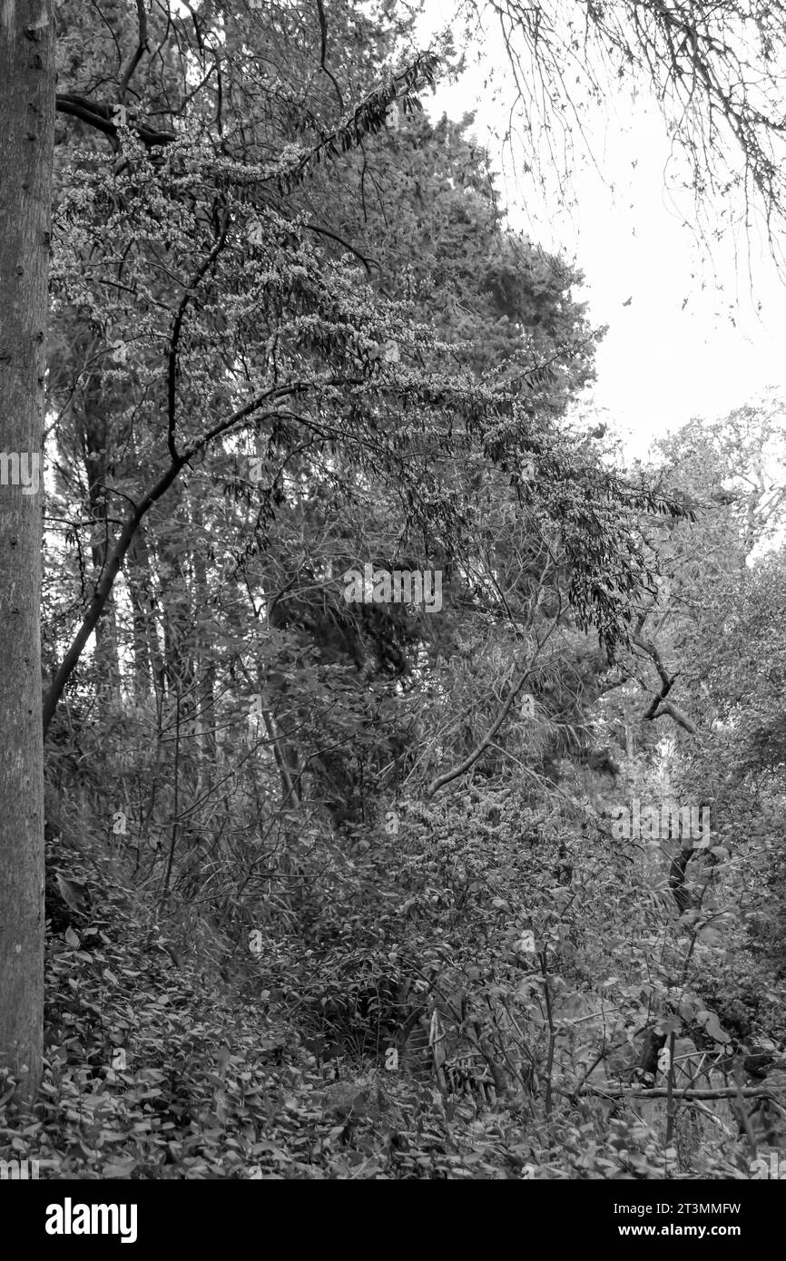 Cercis genus flowers blossoming above the river of Rodini Park, a famous city park attraction on Rhodes island, Greece in black and white Stock Photo