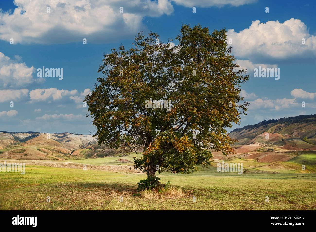tree in desert oasis Stock Photo