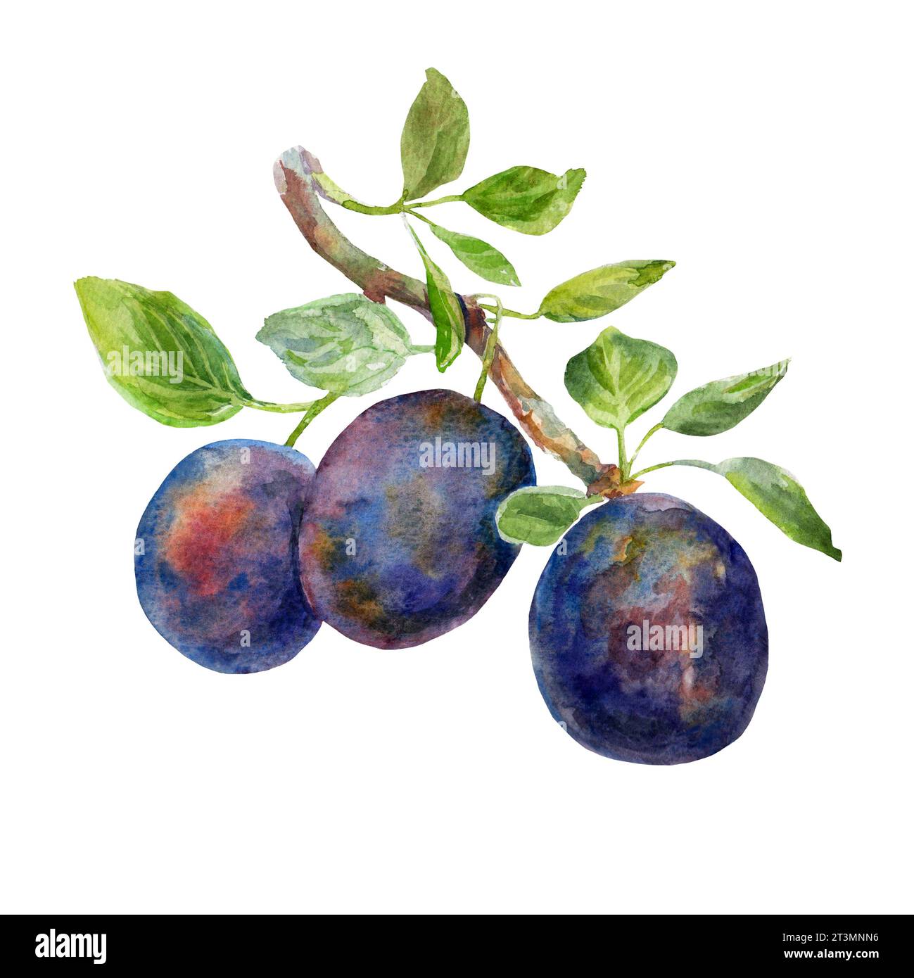 The branch of the plums with the leaves on an isolated on a white ...