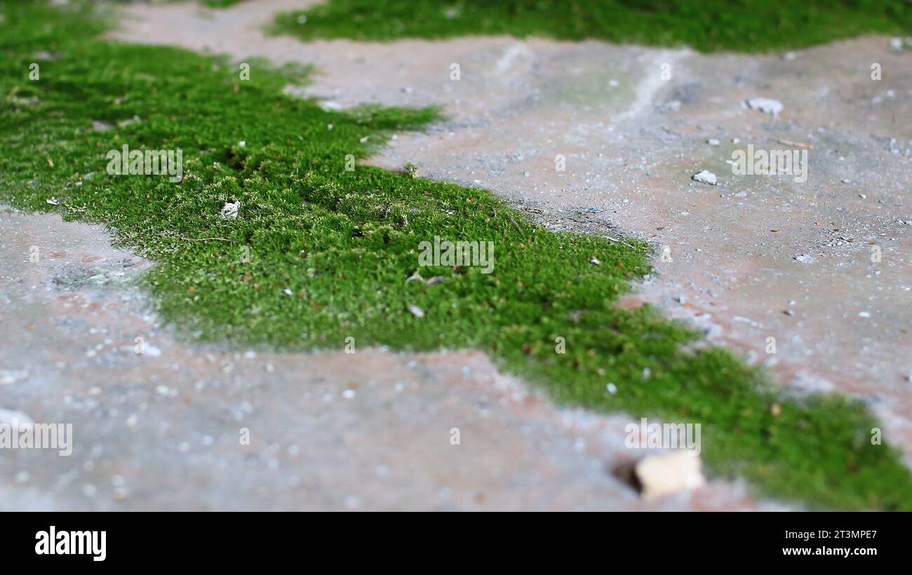 Moss growing on a dirty linoleum floor. Stock Photo