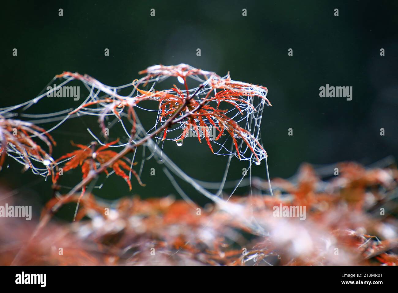 Morning dew on maple leaves and silk strands during autumn. Stock Photo