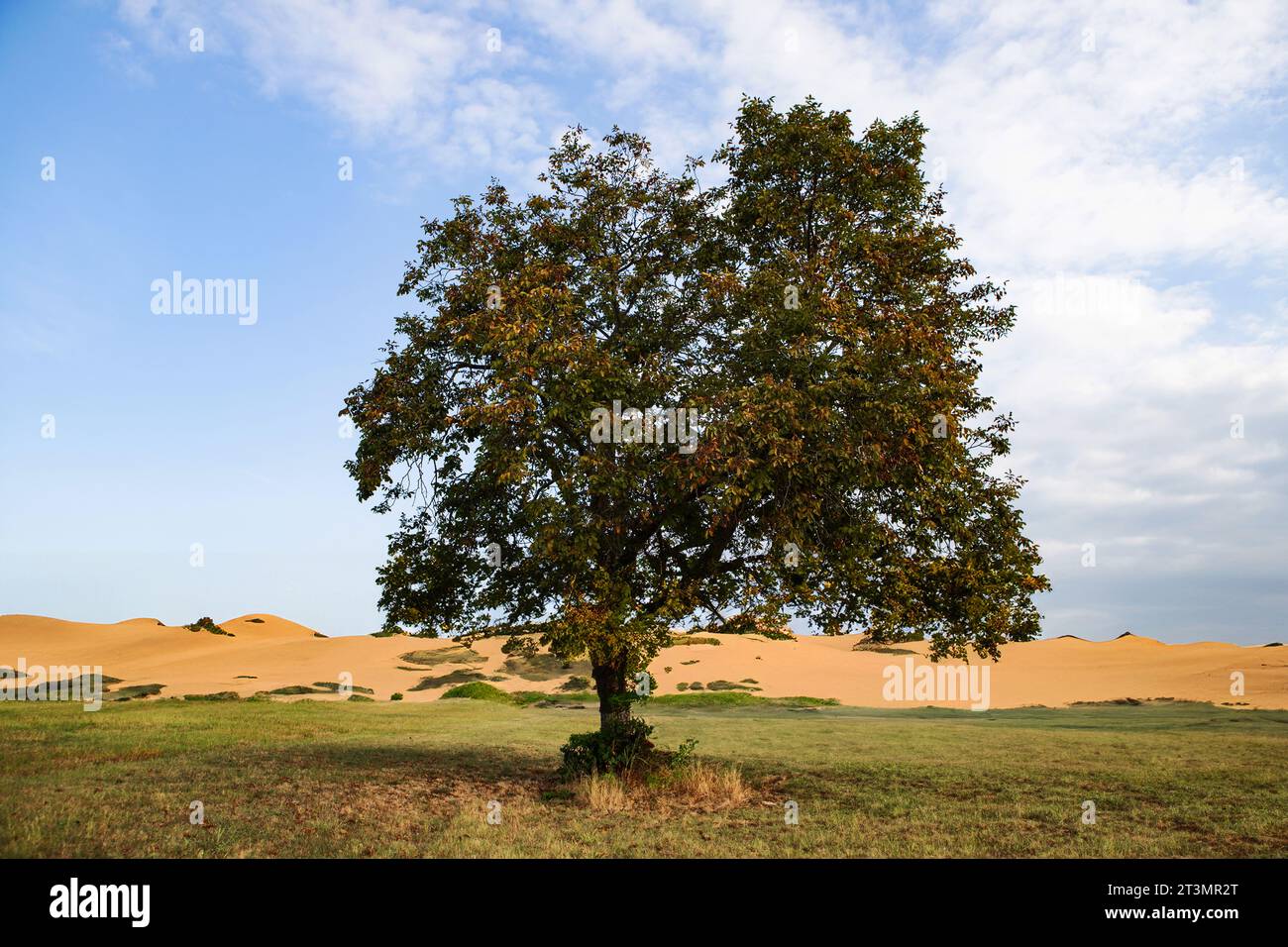 tree in desert oasis Stock Photo