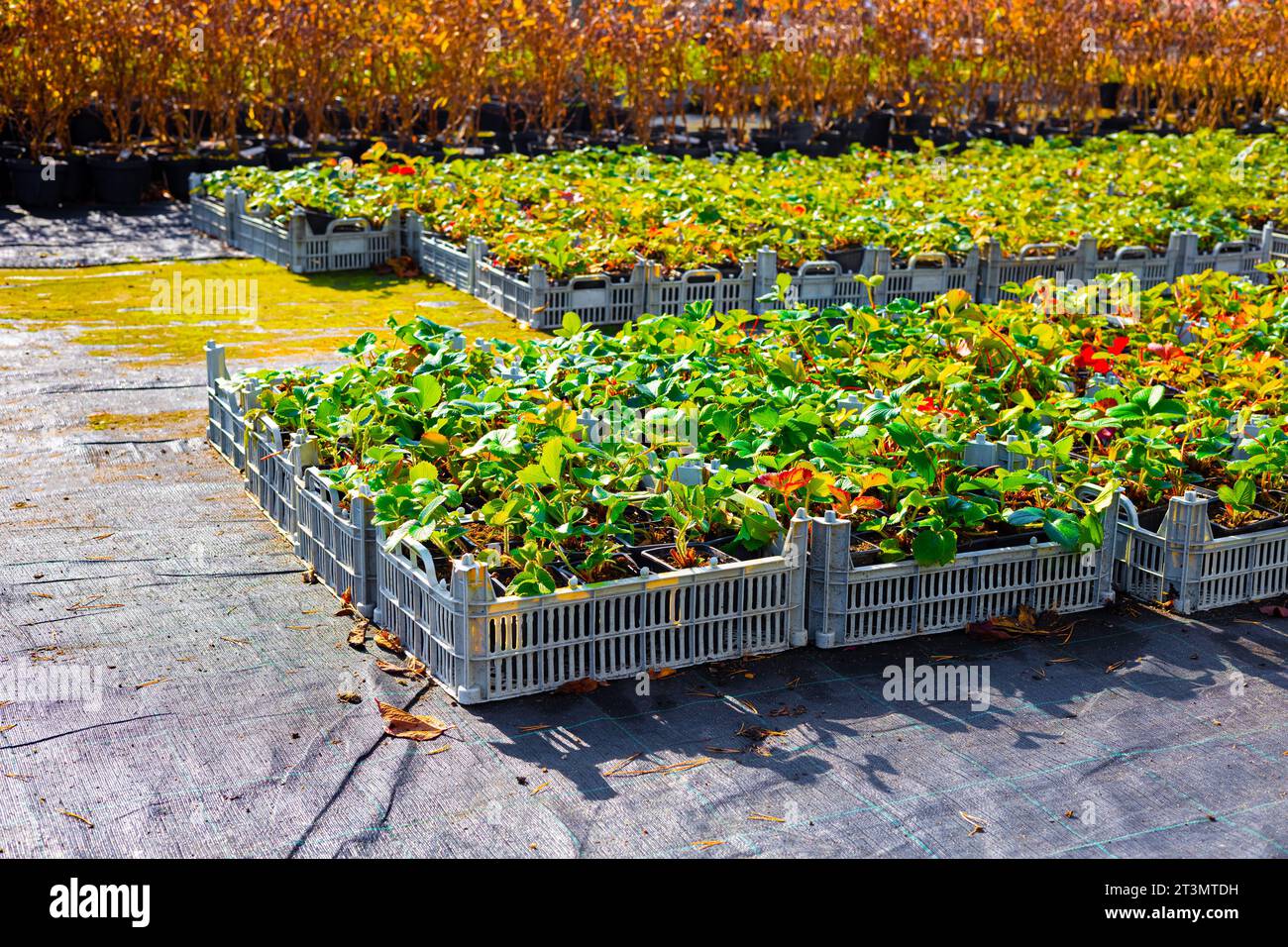 Strawberry seedlings in a tray in a plant nursery. planting ...