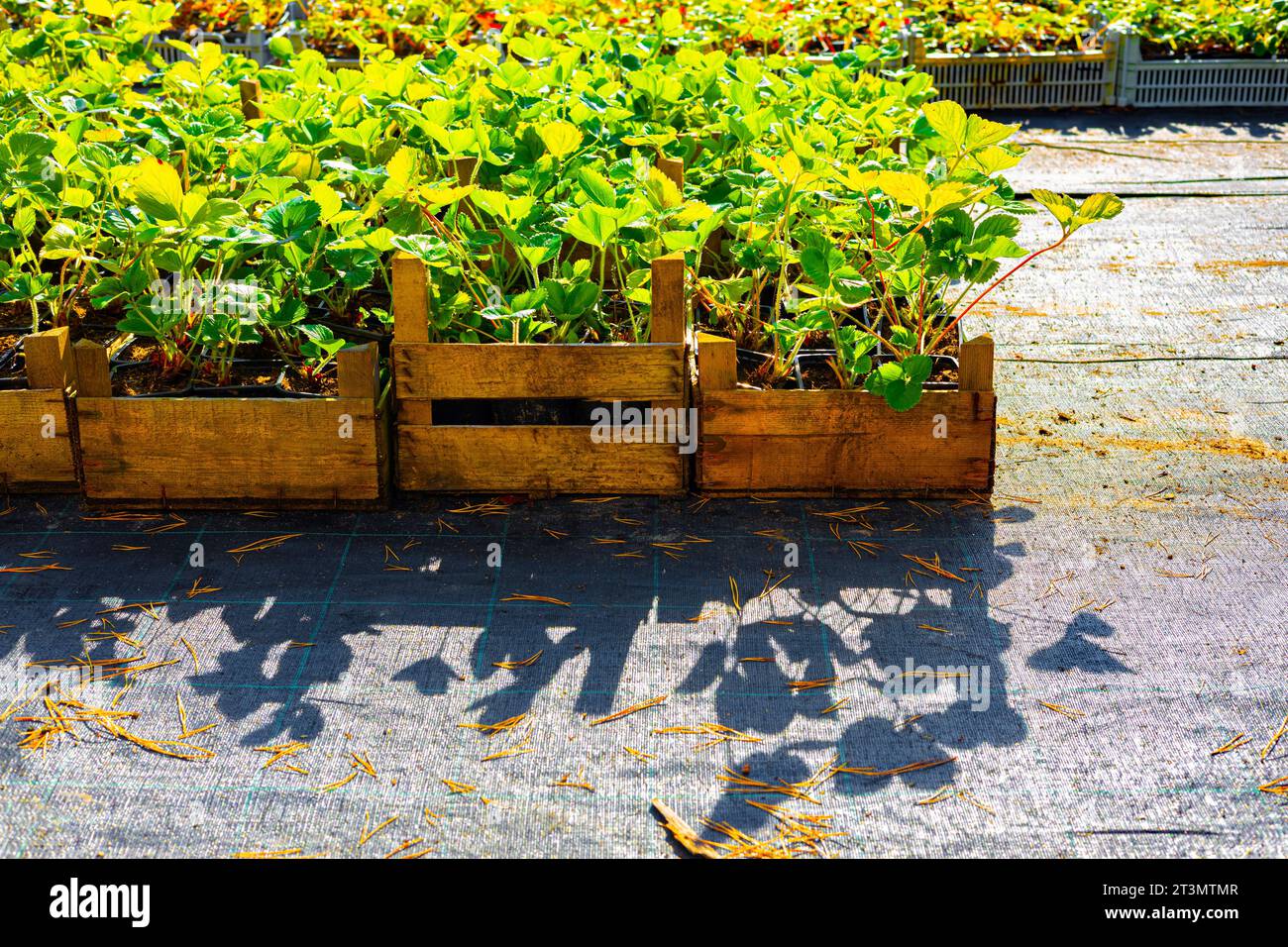 Strawberry seedlings in a tray in a plant nursery. planting ...