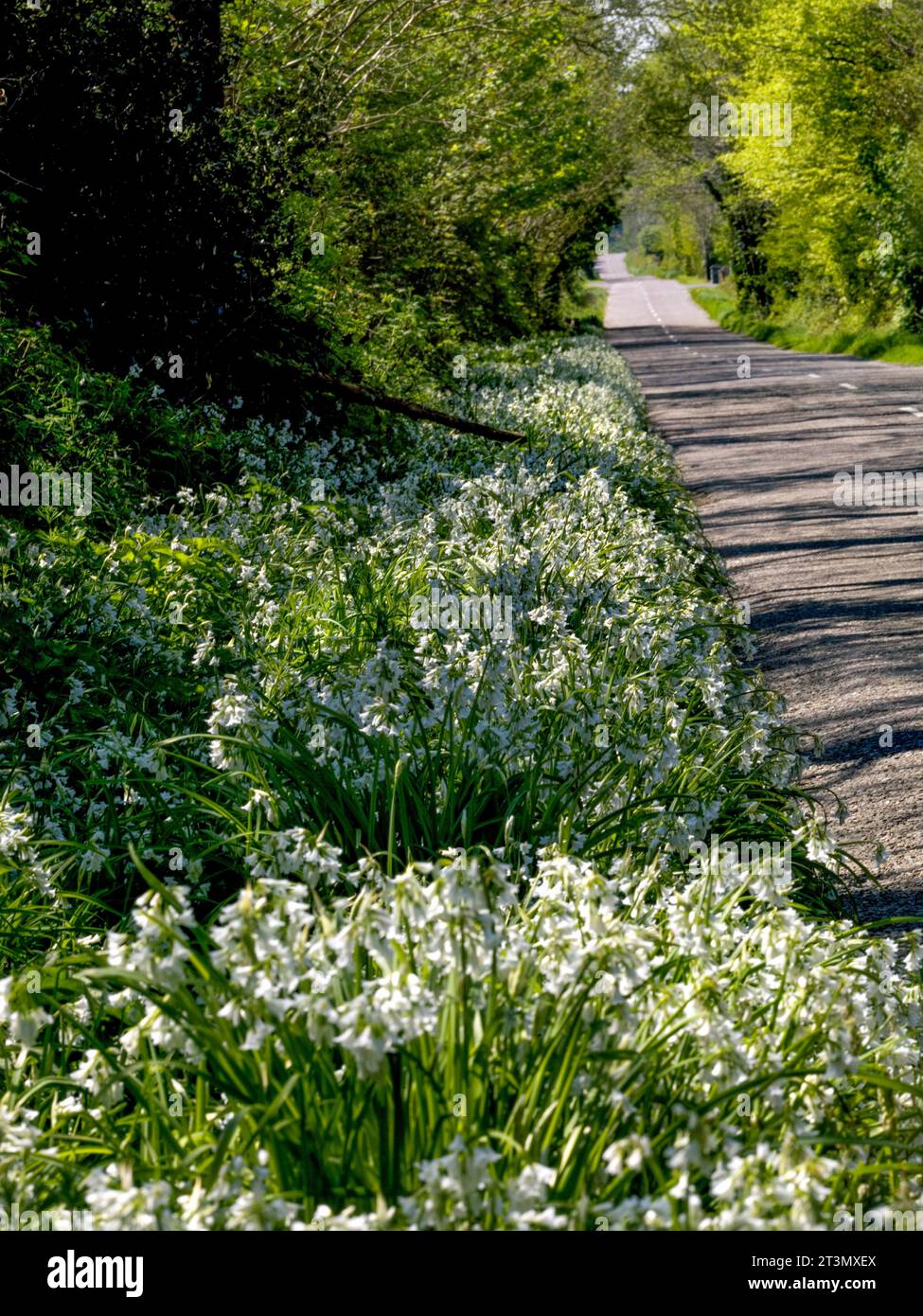 Three Cornered Leek flowers line the roadside in County Cork, Ireland Stock Photo