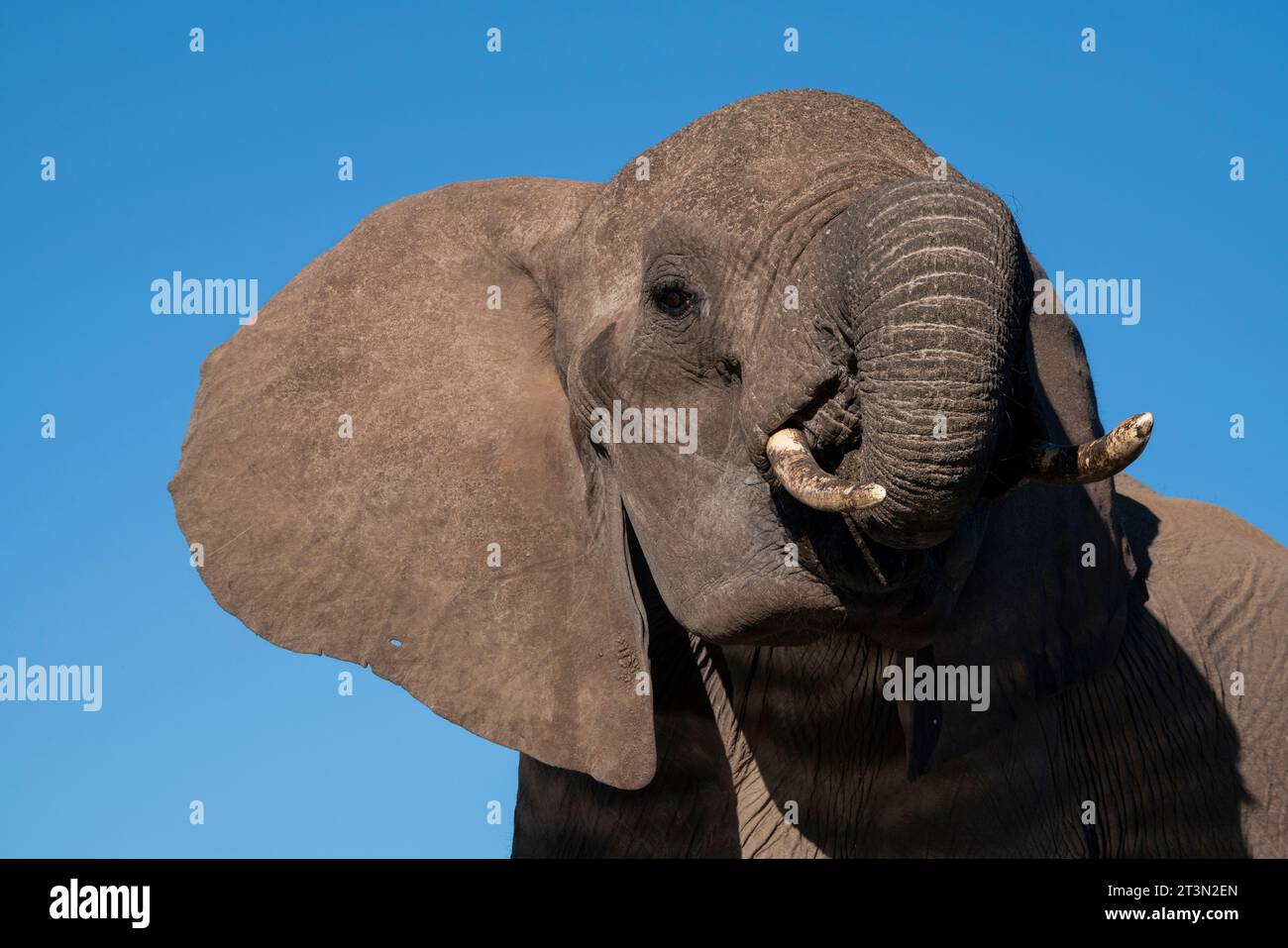 Maman éléphant Avec Ses Petits à Un Point D'eau Dans La Réserve De Chasse  De Mashatu Au Botswana
