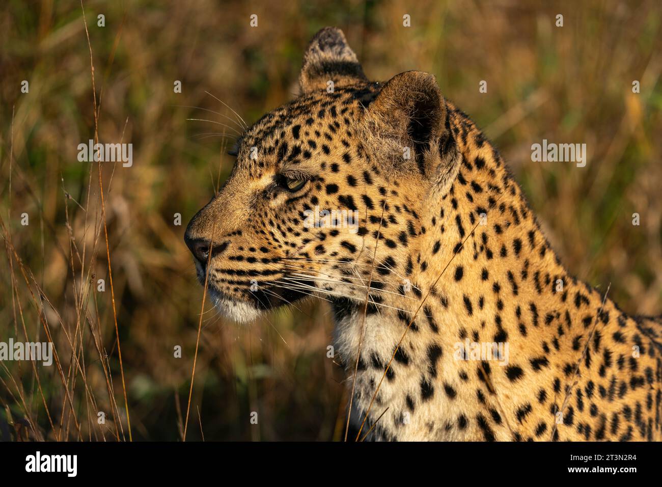 Leopard (Panthera pardus), Sabi Sands Game Reserve, South Africa. Stock Photo