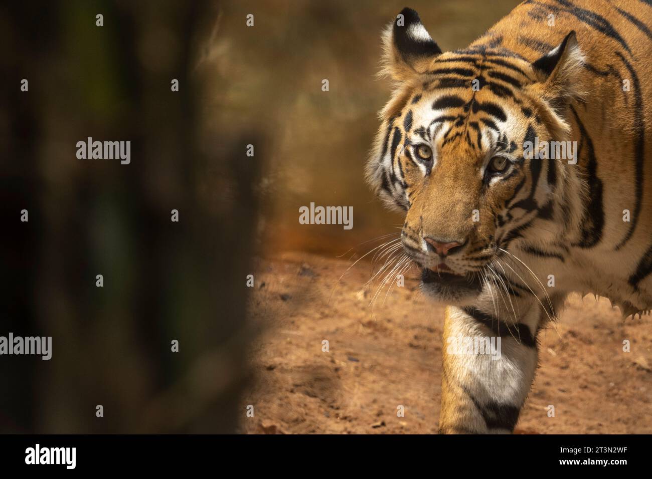 Bengal tiger (Panthera Tigris), Bandhavgarh National Park, India. Stock Photo