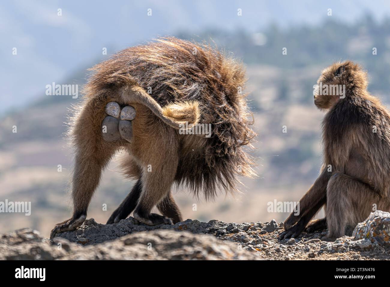 Gelada Baboons of Debre-Libanos-Gorge, Ethiopia Stock Photo