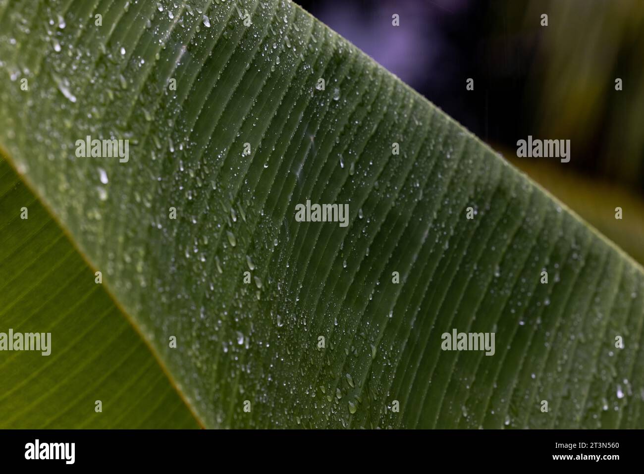 Detail raindrops falling down on lush green banana palm leaf during ...