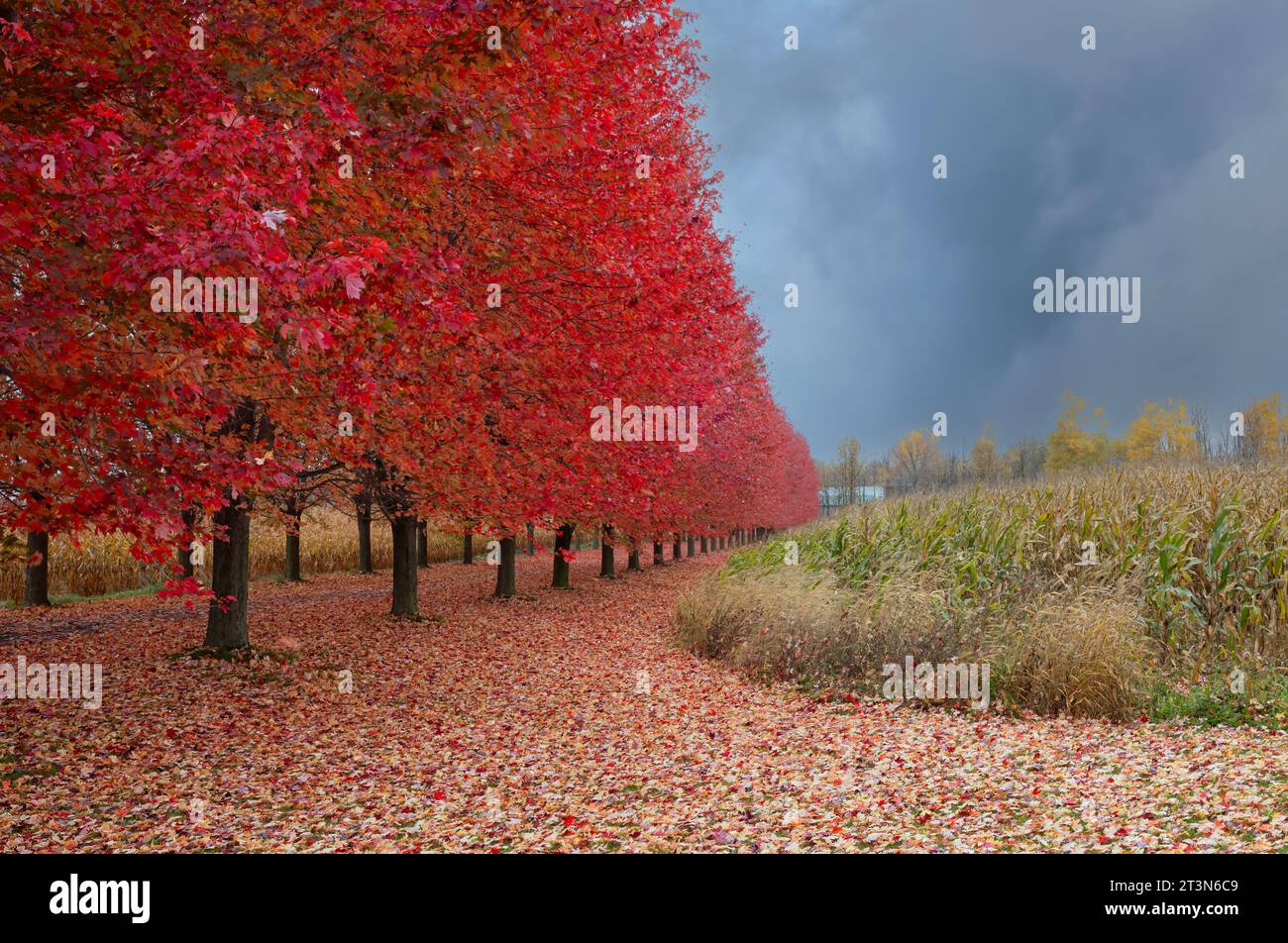 Red maple trees lining the driveway in autumn near St. Andrews West, Ontario, Canada Stock Photo