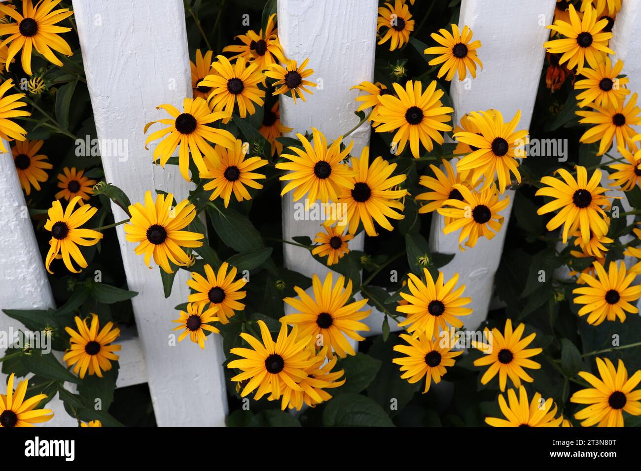 Yellow Flowers Poke Through White Fence Stock Photo