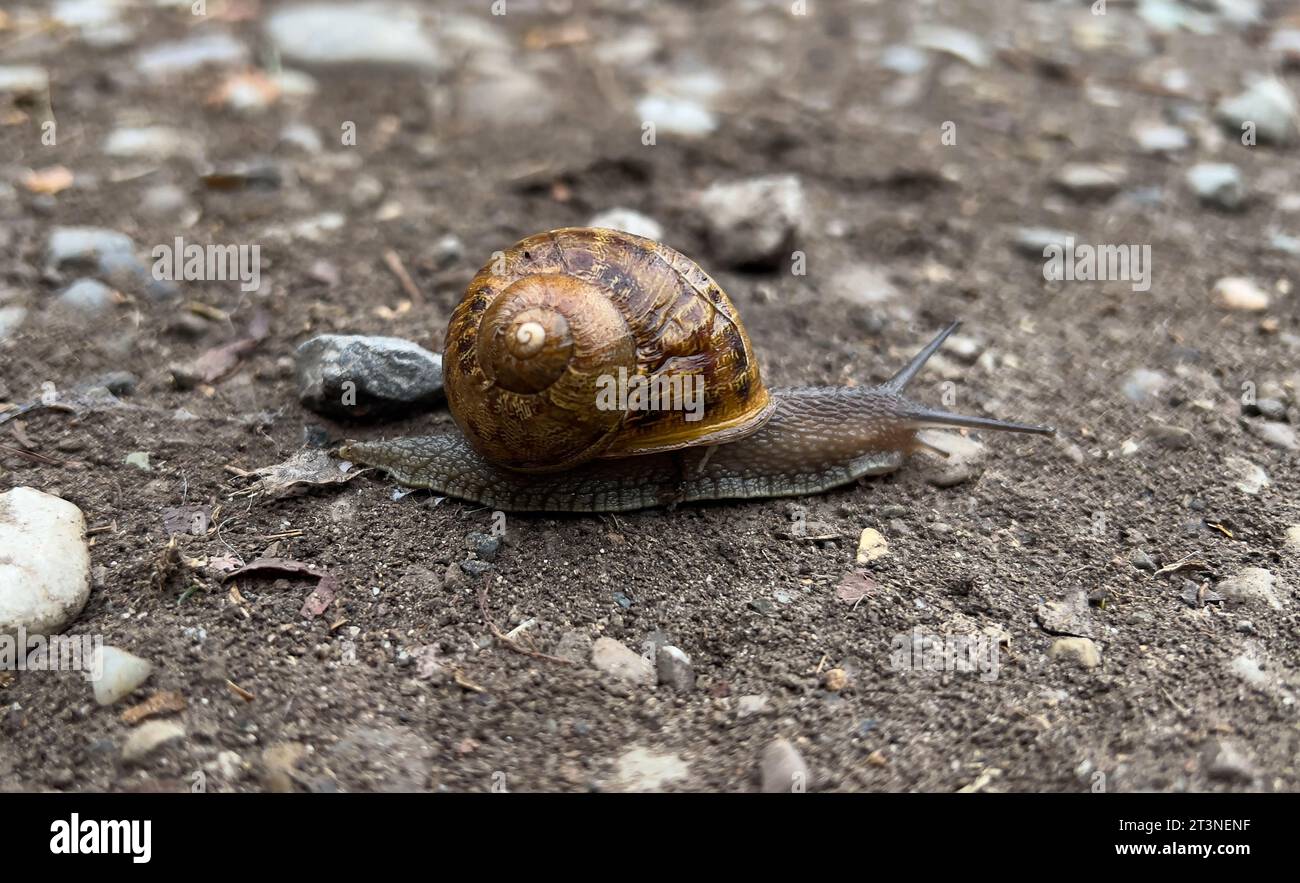 snail on dirt road Stock Photo