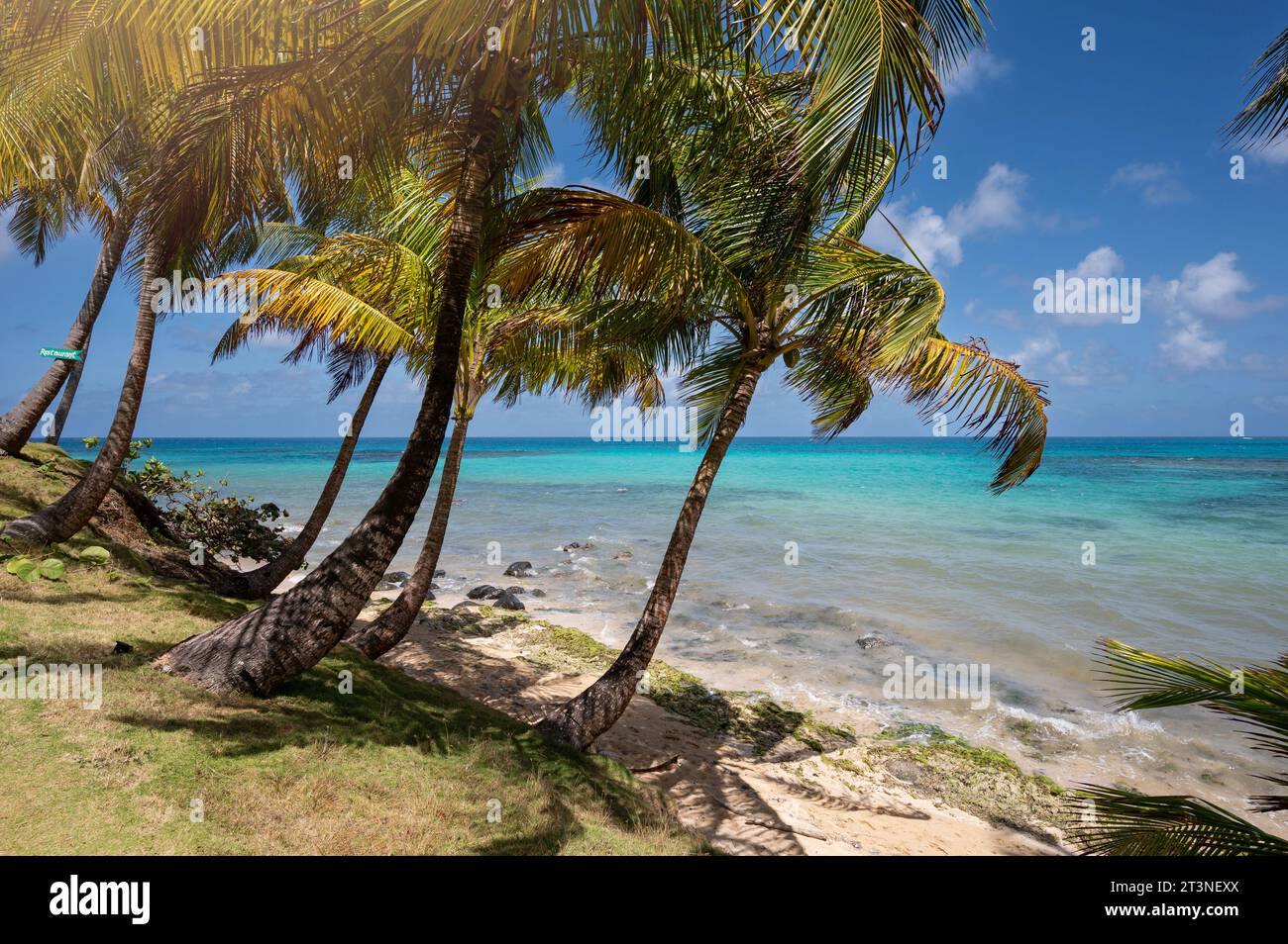 Coconut beach background. Paradise exotic blue sea wallpaper Stock